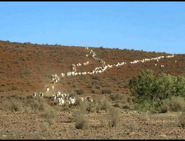 5,850HA FARM FOR SALE IN CALVINIA RURAL